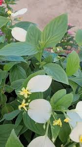 Image result for Pseudomussaenda flava