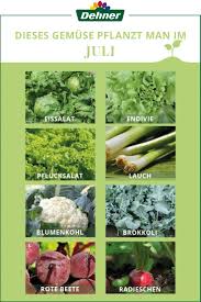 Pflanzen sie samen und transplantationen von gemüse der kühlen jahreszeit und blühenden einjährigen vor dem letzten frostdatum in ihrer region. Pflanzkalender Fur Gemuse Im Juli Gemuse Pflanzen Pflanzen Pflanzkalender