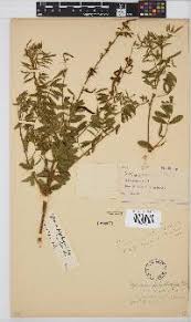 Image result for Tephrosia polystachya