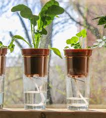Application pour arroser ses plantes. Un Systeme D Arrosage Par Capillarite