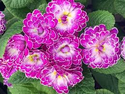 First, the process can be very long and complicated. Primula Vulgaris Belarina Lively Lilac Ppaf Fairy Garden Plants Shade Garden Plants Plants
