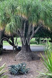 Elephant Foot Plants Planting Flowers Tree