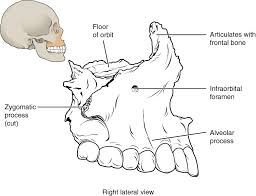 Image result for Maxillary Bone