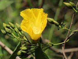 Image result for Merremia verecunda