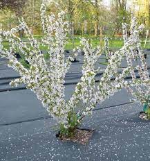 Emerald green arborvitae, thuja green giant, leyland cypress Jan Bush Cherry Hartmann S Plant Company Wholesale Store