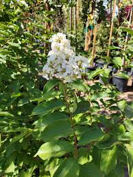 Image result for Lagerstroemia indica