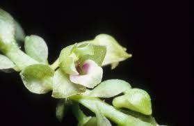 Appendicula Anceps Blume Orchideen Blumen