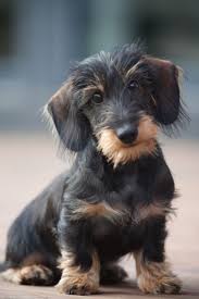 Black And Tan Wire Haired Dachshund Puppy Wirehaired Dachshund In 2020 Wire Haired Dachshund Puppies Dog Breeds