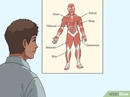 Human body muscle diagrams | 101 diagrams feb 25, 2018the muscular system is responsible for the movement of the human body. Simple Ways To Study Muscle Anatomy 12 Steps With Pictures