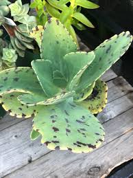 Image result for Kalanchoe marmorata