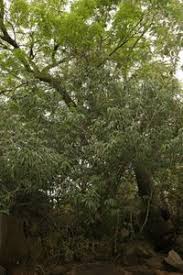 Image result for Vepris