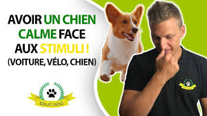 Comment Avoir Un Chien Calme En Promenade Avec Stimuli Youtube Chien Calme Avoir Un Chien Chien