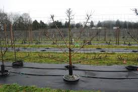 Brighterblooms.com has been visited by 10k+ users in the past month Espaliered Trees Deborah Silver Co