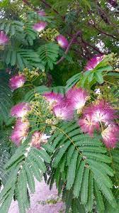 Mimosa Pudica Tree Flowering Trees Mimosa Tree Mimosa Flower