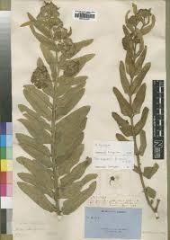 Image result for Xysmalobium holubii