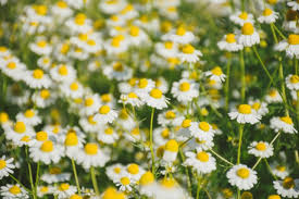 Check spelling or type a new query. Apa Saja Khasiat Bunga Chamomile Untuk Kulit