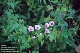Image result for Ipomoea coptica