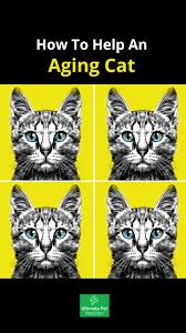 Providing them in supplement form could allow cat owners to switch. Nutra Thrive Cat How To Help An Aging Cat Facebook