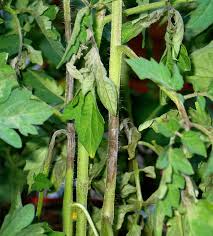 Image result for tomato seedling early blight