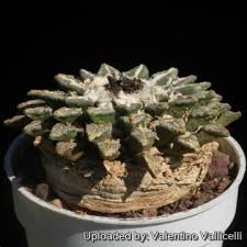 Image result for Kotschya carsonii