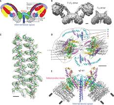 The atp synthase is a mitochondrial enzyme localized in the inner membrane, where it catalyzes the atp synthase (or f1f0 atpase and also referred to as complex v) uses the free energy of an. Atomic Model For The Dimeric Fo Region Of Mitochondrial Atp Synthase Science