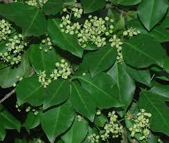 Image result for Euonymus fortunei