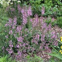 Image result for Salvia pratensis `Rose Rhapsody