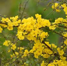 Image result for Rhigozum