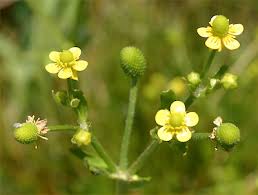 Image result for Ranunculus sceleratus