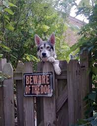 This was a good week for celebrity twitter: Beware Of Dog Signs That Aren T Exactly Accurate Fail Blog Funny Fails