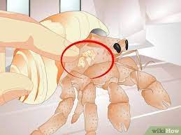 Keep the sand slightly moistened at all times. How To Tell If A Hermit Crab Is Sick 13 Steps With Pictures