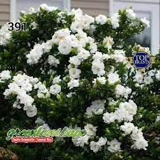 Check spelling or type a new query. Bunga Gardenia Jasminoides Melati Kacapiring Shopee Indonesia