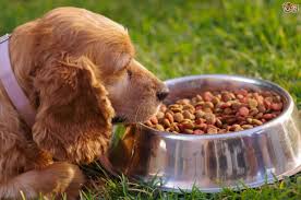 Best homemade diet for dog with diabetes. Purchase Is Boiled Chicken Good For Diabetic Dogs Up To 65 Off