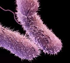 Salmonella bacteria typically live in animal and human intestines and are shed through feces. Cdc Resistant Salmonella Causes 6 200 Illnesses A Year Cidrap