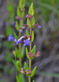 Image result for Sphenostylis briartii