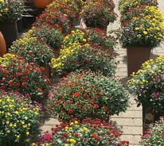 Ever wonder how much a homecoming mum is and when you find out you wonder why do they cost so much? to know how much a mum is going to cost, first we need to determine, who's making it. How To Buy Potted Mums To Get The Biggest Bang For Your Buck Hometalk