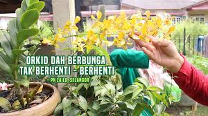 Maybe you would like to learn more about one of these? Baja Milagro Orkid Terkejut Sampai Tak Henti Henti Berbunga Facebook