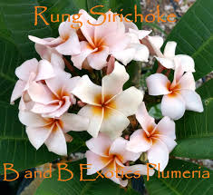 Image result for Plumeria rubra