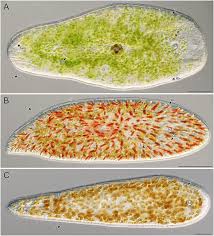 Image result for Microchloa altera