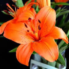 Obituary information for Leo Joseph Maloney