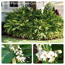Variegated Ginger Alpinia Zerumbet Variegata Works As A Surround For Trees Or Palms A Filler For A Corner Bed Or An Tall Shade Plants Shade Plants Plants