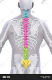 A lesson on human skeletal system. Human Male Spine Image Photo Free Trial Bigstock