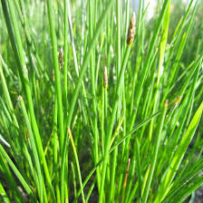 Image result for Eleocharis variegata