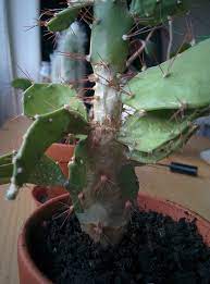 The white stuff on your cactus is most likely a mealybug (cochineal insect) infestation. Cactus Growing White Hard Coating Gardening Landscaping Stack Exchange