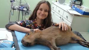 Veterinarians veterinary clinics & hospitals kennels pet boarding type in your zipcode to find exotic animal vets near you. So You Think You Want To Be A Vet Avian Exotic Animal Clinic