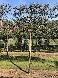 Check spelling or type a new query. Pleached Tree Gallery Valley Plants