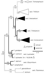 Image result for Trifolium semipilosum