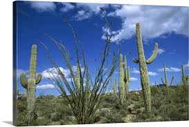 Cholla cactus info | cholla cactus. Saguaro Cactus Ocotillo Prickly Pear And Cholla Cactus Sonoran Desert Arizona Wall Art Canvas Prints Framed Prints Wall Peels Great Big Canvas