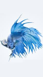 Apple Iphone 6s Wallpaper With Silver Albino Betta Fish In Dark Background 20 Of 20 Hd Wallpapers Wallpapers Download High Resolution Wallpapers Betta Fish Fish Wallpaper Betta Fish Tank