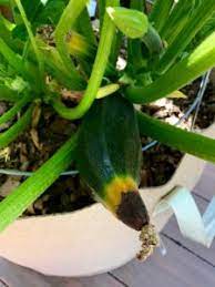 Growing Zucchini Containers Controlling Blossom End Rot And Powdery Mildew Calikim Garden Home